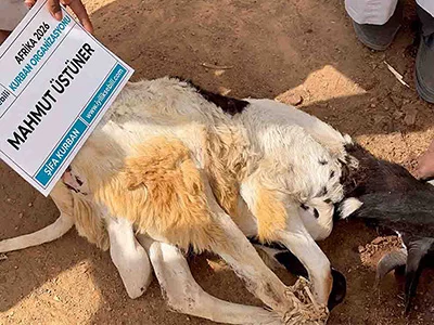 Şifa Kurbanı küçükbaş kurban kesim ve dağıtım hizmeti